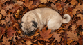"Autumn Camouflage" – Cozy Fall Leaf Pug Mug